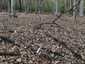 Harkálytintagomba (Coprinopsis picacea), Budai-hegység